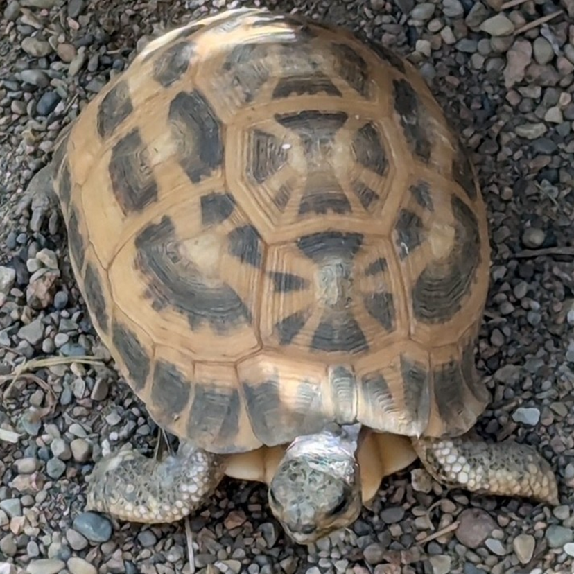 Egyptian Tortoise stolen from Indianapolis Zoo